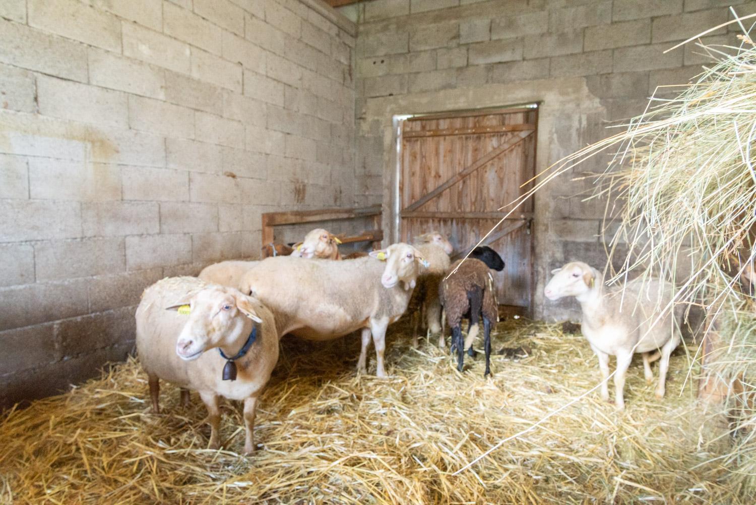 Gite Gite De La Grangette 5/6 Personnes Grandrieu Exterior photo